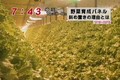 Hightech Vegetable in Japan