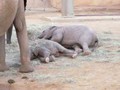 The Worlds UGLIEST baby elephant