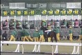 2009/01/17 Ushiwakamaru Jump Stakes