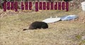 Funky Zoo:  104 - Gary the Groundhog