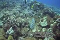 Hawaii Diving Monk Seal Encounter