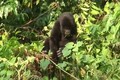 Best of Uganda, Primates and Park