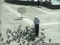 Aggressive Pigeons