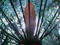 L'Aventure des Plantes - 1982 - 03 - L'ère des grandes inventions l'ovule et la graine - gulian.avi