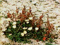 L'Aventure des Plantes - 1982 - 06 - La longue marche du pollen - gulian.avi