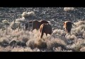 Wild Horses,  Rattlesnake Mountain, Nevada