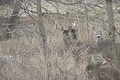 Big Whitetail Bucks in February ONLY on HawgNSonsTV!