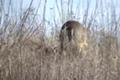 Quick Clip 13 Big Whitetail Buck in February ONLY on HawgNSonsTV!