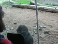 Baby Gorilla looking in a mirror