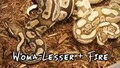 SnakeBytesTV-The Mad Scientist