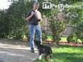 Slam Dunk Dog - PetTube.com