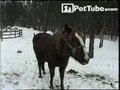 Horse Smiling in the Snow - PetTube.com