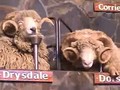 Sheep Show, Rotorua, New Zealand