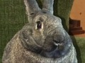 Rabbit Bites: Florence Henderson