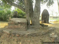 Bakul Tree