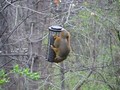 Squirrel trying to get into a "squirrel proof" bird feeder