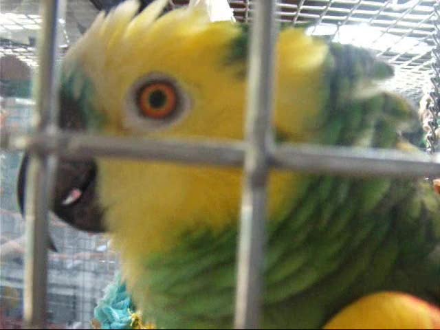 Amazon Bird that Imitates Sounds