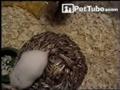 Hamster Flipping Out