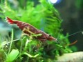 Red fire shrimp 
