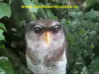 Owl likes massage