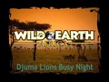 Djuma Lions Busy Night