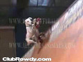 SkateBoarding Dog