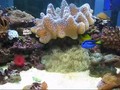 330 liters reef tank
