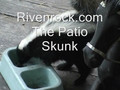 The Porch Skunk