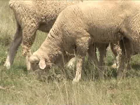 A Look at the Sheep and Goat Industry in Texas Agriculture
