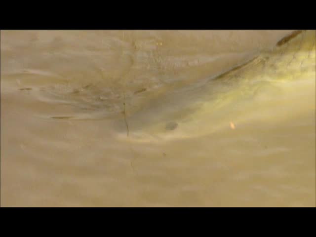 River Monsters - Giant Arapaima in the Amazon