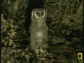 Owl at Pond