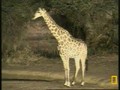 Giraffes at  Pond 4/30/09 6am