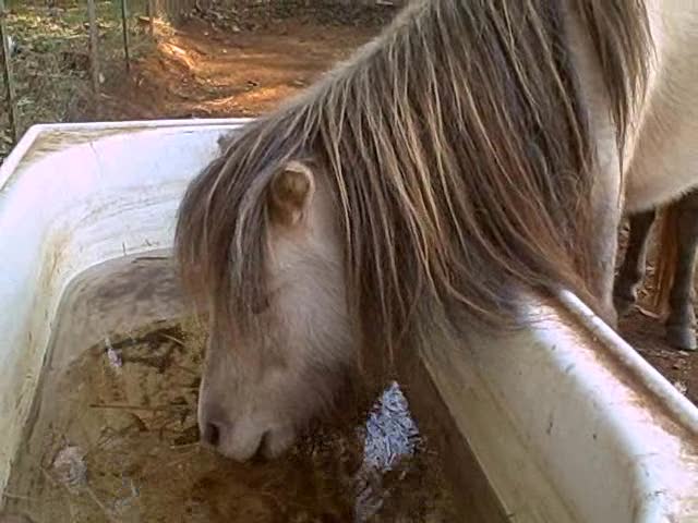 This rescued pony is one of the lucky ones