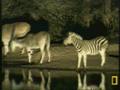 Zebra and Gazelle at Pond 5/1/09