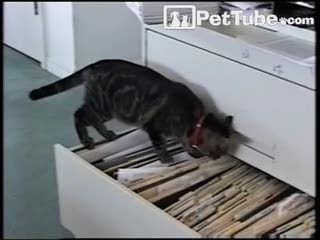 C for CAT - PetTube.com