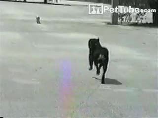 Dog Walks Dog