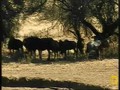 Wildebeests at Pete's Pond 5609