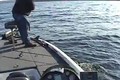 Fishing MONSTER Smallmouth Bass on Sturgeon Bay ONLY on HawgNSonsTV!