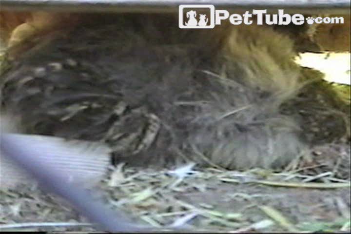 Chicken Lays a Kitten - PetTube.com