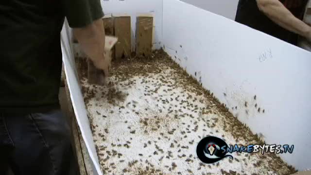 SnakeBytesTV-Chewy Eats bugs!
