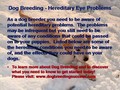 Dog Breeding - Hereditary Eye Problems