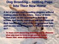 Dog Breeding â Settling Pups Into Their New Home