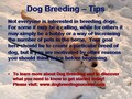 Dog Breeding - Tips