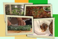 Cooking Vegetarian Commercial.avi