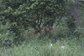 Whitetail Bucks in Velvet June 9 ONLY on HawgNSonsTV!