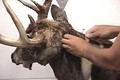 Whitetail Buck Taxidermy Part 2 ONLY on HawgNSonsTV!