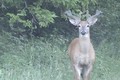 Whitetail Bucks in Velvet June 12 ONLY on HawgNSonsTV!