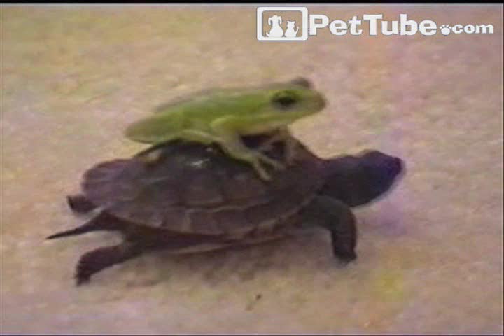 The Turtle Taxi - PetTube.com