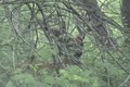 Videoing Deer in Velvet June 18 ONLY on HawgNSonsTV!