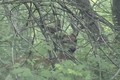 June 18 Videoing Deer in Velvet ONLY on HawgNSonsTV!